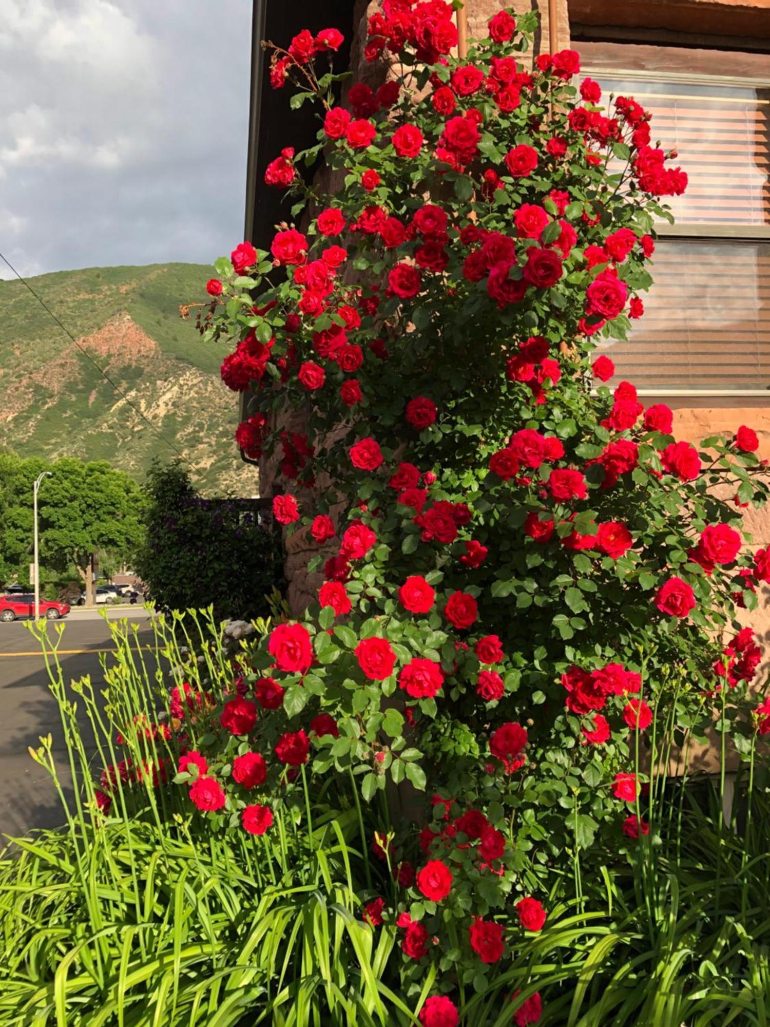 Glenwood Springs Cedar Lodge Exterior photo